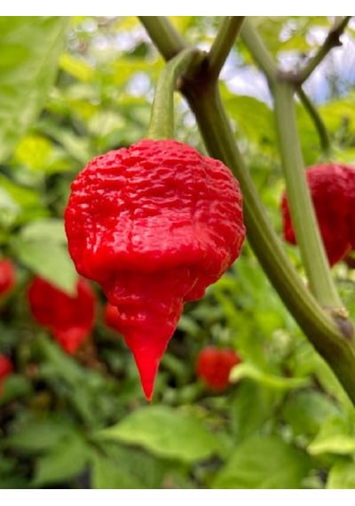 Trinidad Scorpion Pepper / 1,2 2 Milyon Scoville - Gerçek Taze Acı Biber