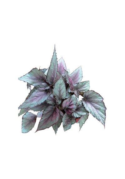 Serada Decor Plant Silver Limbo Begonya Rex - Yaprak Güzeli 20 - 40 Cm.