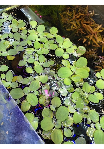 Pistia Stratiotes Su Marulu Su Üstü Canlı Akvaryum Bitkisi 4 Kök 15-20 Yaprak Kolay Bitki