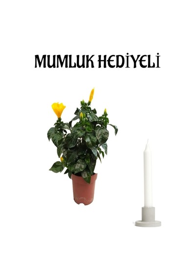 Çok Avantajlı Sevgililer Gününe Özel Sarı Renk Japon Gülü Hibiscus Rosa Mumluk Hediyeli