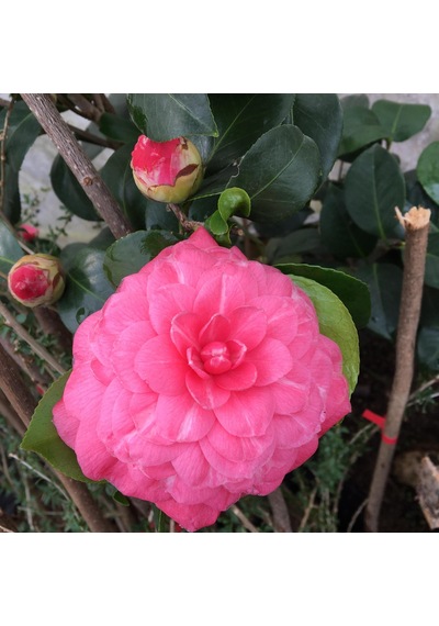 Kamelya Fidanı Pembe 30-45 Cm Tüplü