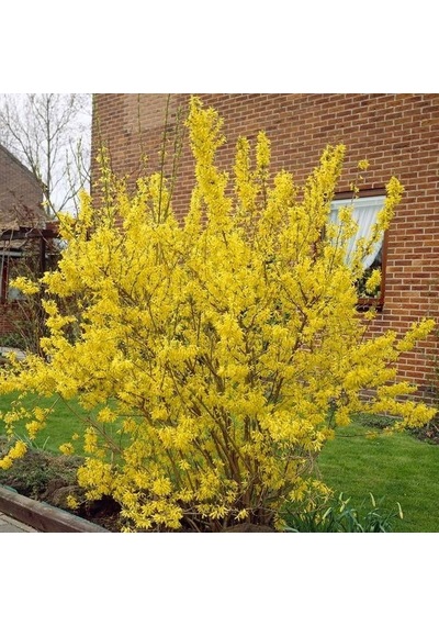 2 Adet Altın Çanak Fidanı Cercidiphyllum Japonicum ,