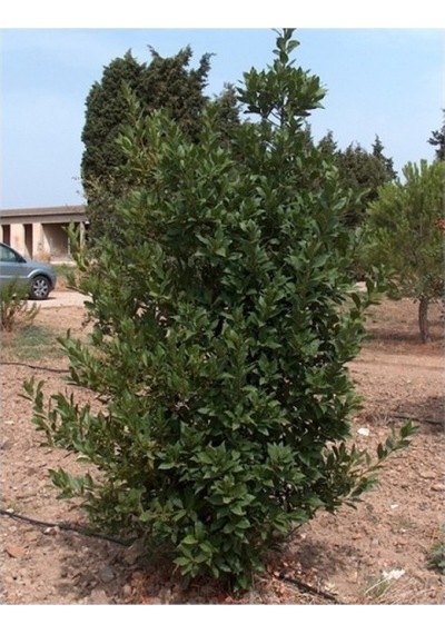 1 Adet Defne Fidanı 10-20 Cm Laurus Nobilis