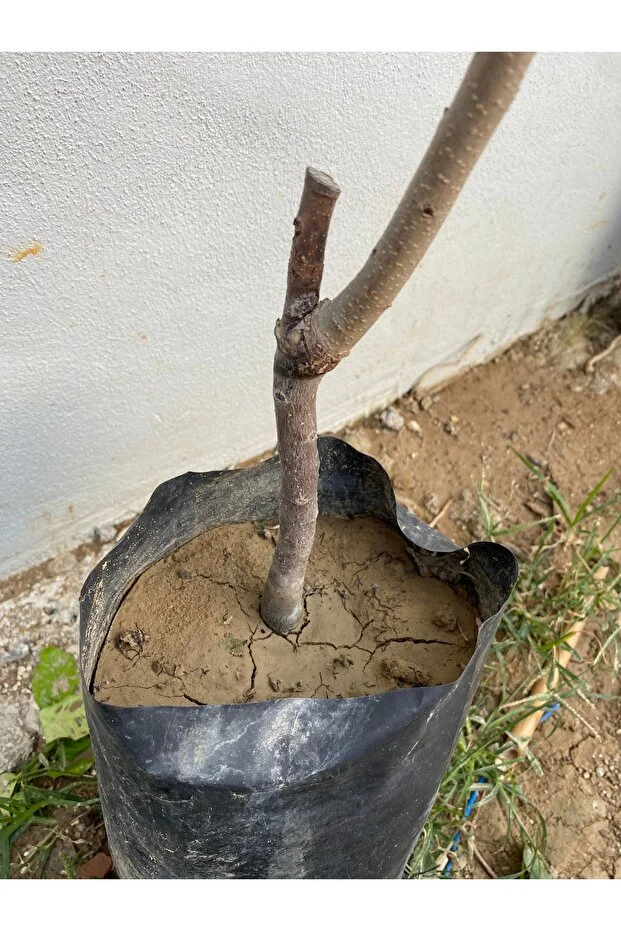 Trabzon Hurması Fidanı Meyve Veren 2 Yaş Tüplü Canlı Ve Sağlıklı