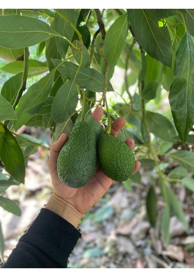 Avokado 20 Adet 120-250gr