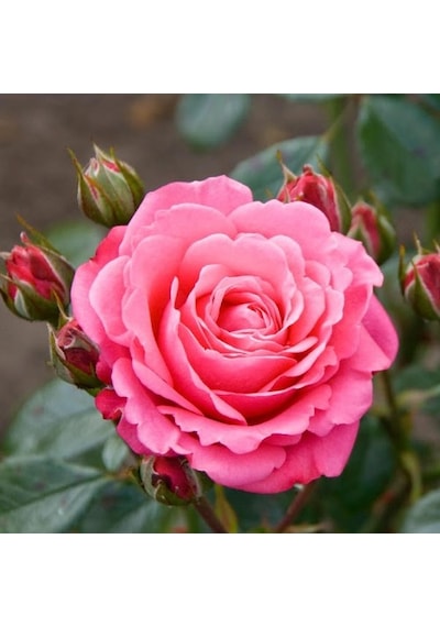 Pembe Gül Fidanı Fidesi 10-20 Cm