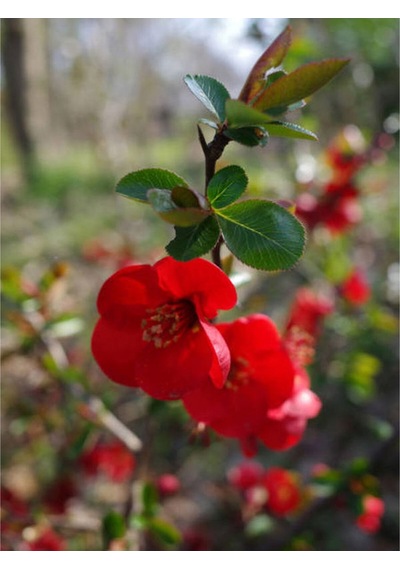 Videolu Japon Ayvası Bitkisi Fidanı 35 75 Cm 1 Adet Tüplü Dış Mekan Ağaç Japanese Quince
