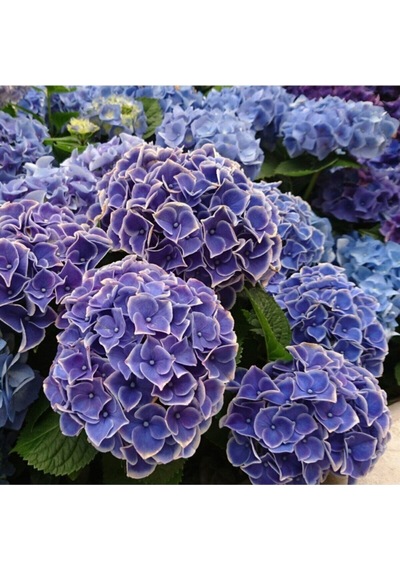 Videolu Ithal Mavi Tivoli Ortanca Çiçeği Fidanı 25-45 Cm Saksılı Çiçekli Bodur Blue Hydreangea