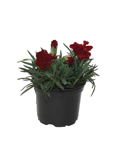 Farklı Renklerde Rengarenk Karanfil Çiçeği 4 Adet Saksılı Avantajlı Ürün 15-25cm