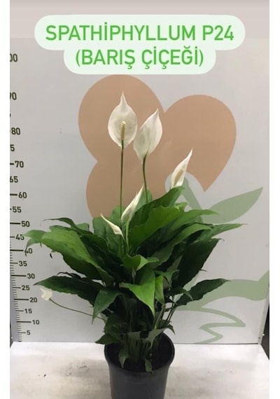 Canlı Saksılı Spatıfılıum Barış Çiçeği 70 Cm,17 Cm Saksı Çapı