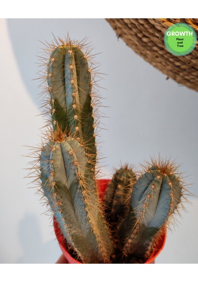Pilosecereus Azureus Mavi Meşale Kaktüs 1 Adet