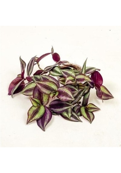 Yeşil Kahve Tradescantia Zebrina Telgraf Çiçeği Fidanı 10-20 Cm