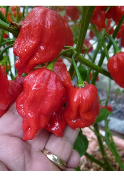Naga Viper 900.000 1.4 M Scoville Gerçek Taze Acı Biber