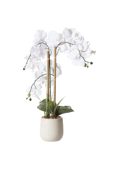 Mudo Home Rıva Saksılı Orkide 60 Cm Beyaz