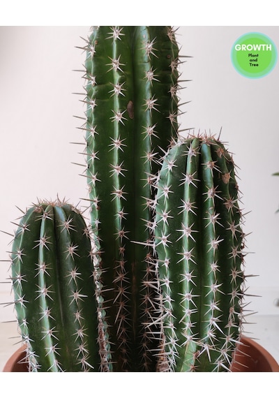 Pachycereus Pecten Aboriginum 1 Adet