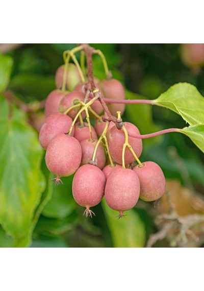 Geleneksel Soğuklara Dayanıklı Kivi Actinidia Arguta Ken's Red Kırmızı Kivi Fidanı