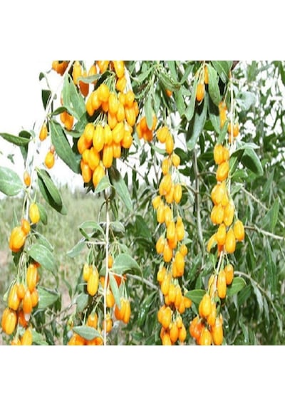 Tüplü Amber Sweety Sarı Goji Berry Fidanı