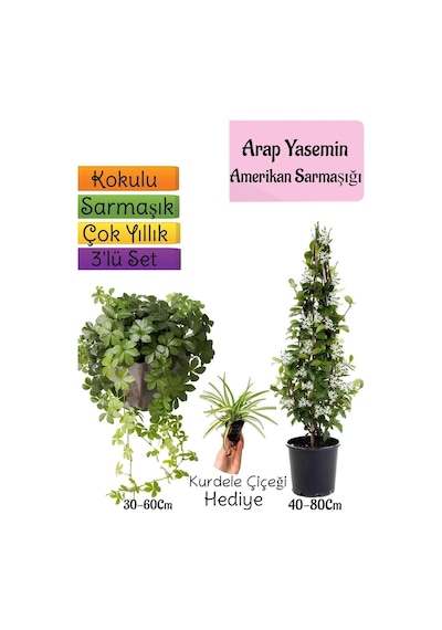 Kokulu Arap Yasemini+amerikan Sarmaşığı+kurdele Çiçeği 3'lü Bahçe Seti