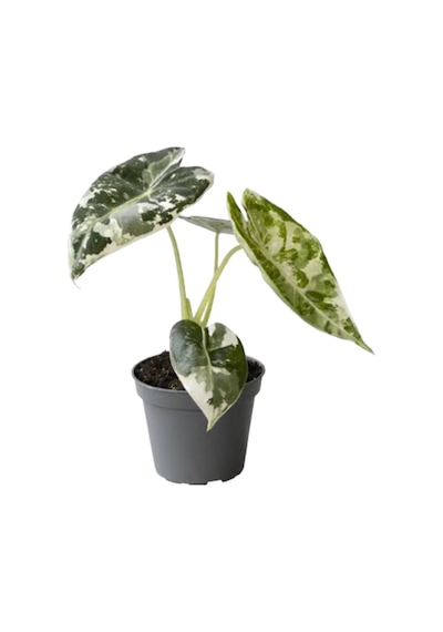 Alocasia Frydek 'Variegata' (Fil Kulağı)