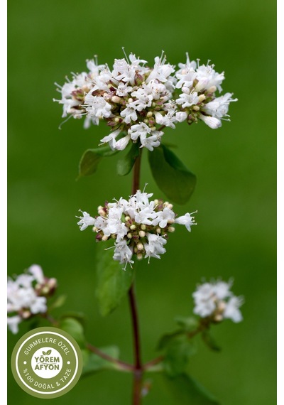 Yörem Afyon Gaziantep İn Yüksek Rakım Şifası Baskın Kokulu Hakiki Bilye Kekik Origanum Minutiflorum 60gr.