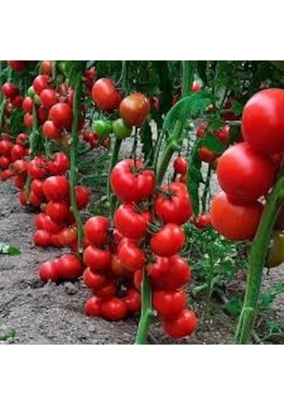30 Adet Tohum Nadir Sırık Domates Tohumu Tohum