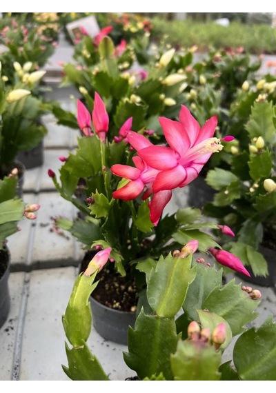 Kırmızı Renk Yılbaşı Çiçeği Schlumbergera Truncata 1 Adet Saksılı