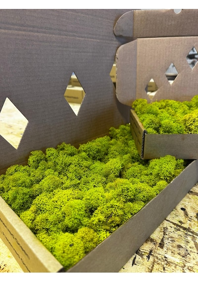 Reindermoss Şoklanmış Norveç Yosunu Terarium Yosunu Lime Green 500 Gr.