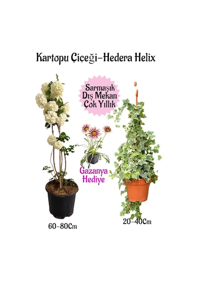Kartopu Çiçeği 1 Adet +hedera Helix 1 Adet+pembe Gazanya Hediye Saksılı Bahçe Seti