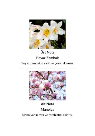 Alescia St-146 Kadın Parfüm EDP 50 ML
