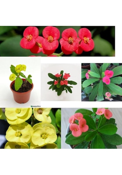 Sarı Kırmızı Pembe Dikenler 3 Adet 10-20 Cm