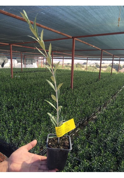 Serfiraz Arbequina Zeytin Fidanı 1 Adet