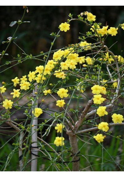 Çalı Yasemin Sarı Yasemin Fidanı 80-120 Cm 1 Adet Tüplü Jasminum Nudiflorum