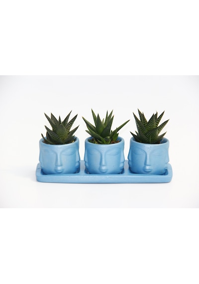 Trio Mavi Adler Sukulent Seti - Haworthia Limifolia. Rigida