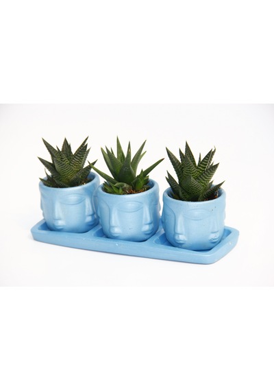 Trio Mavi Adler Sukulent Seti - Haworthia Limifolia. Rigida