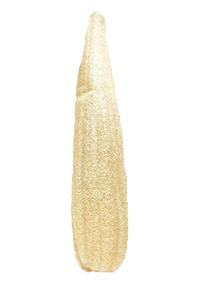 Kese Hamam Kesesi Kabak Lifi 60 70 Cm Ham Kabak Kesesi Işlenmemiş Kabak Lif