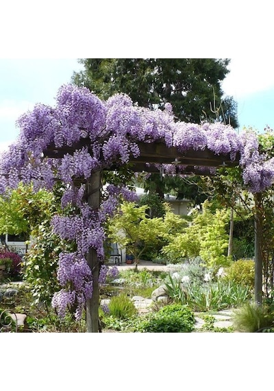 Mor Salkım Fidanı 3 Adet - Wisteria Sinensis