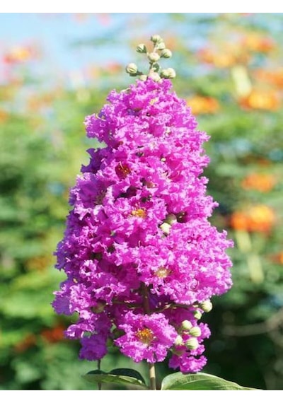Videolu Mor Renk Oya Ağacı Fidanı 40-65 Cm Saksılı Dış Mekan Ağaçları Purple Lagerstroemia