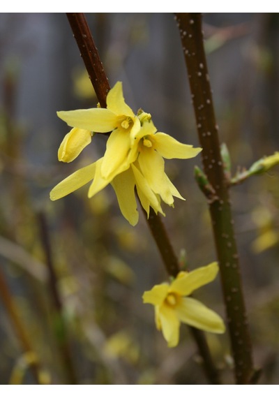 Tüplü Altın Çanağı Fidanı Forsythia Intermedia - Sarı Çiçekli Erken Bahar Açan Süs Çalısı
