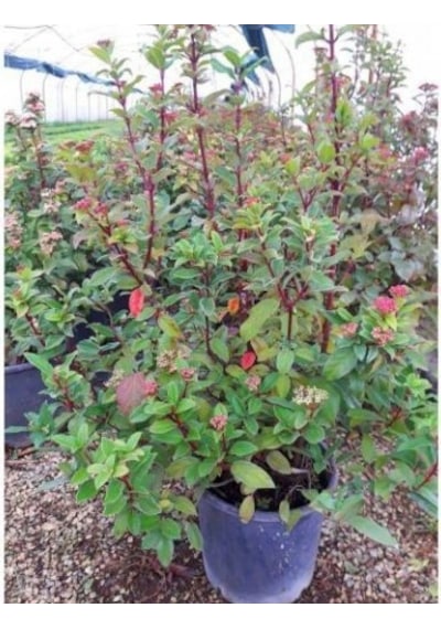 Viburnum Tinus - Yaprak Dökmeyen Kartopu 100 Cm 5 Adet