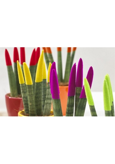 Renkli Paşa Kılıcı – Sansevieria Velvet
