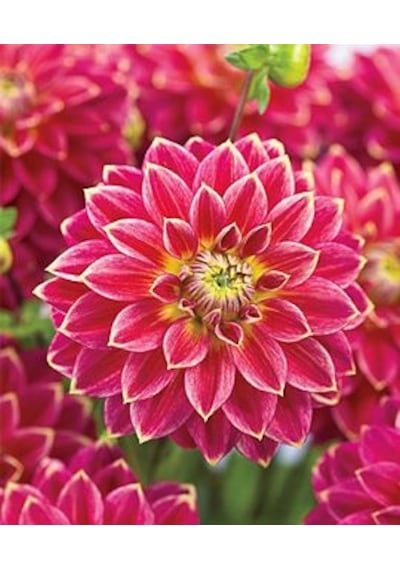 2 Adet Koyu Pembe Renkli Dahlia Yıldız Çiçeği Soğanı