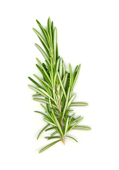 Biberiye Fidesi Fidanı 10-20 Cm Rosmarinus Officinalis
