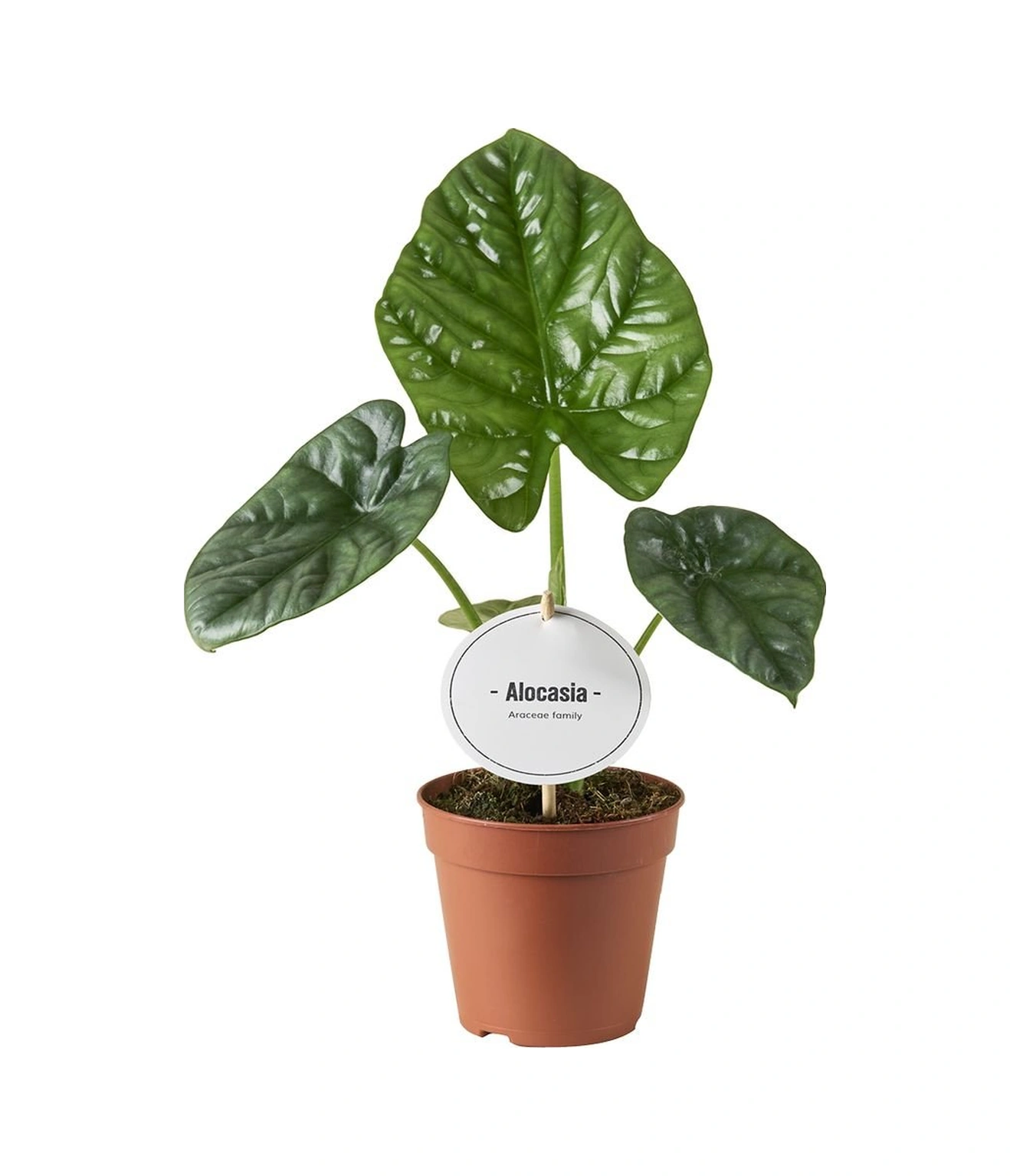 Alocasia 'Lukiwan' (Fil Kulağı) Ø12 CM Y30-35 CM