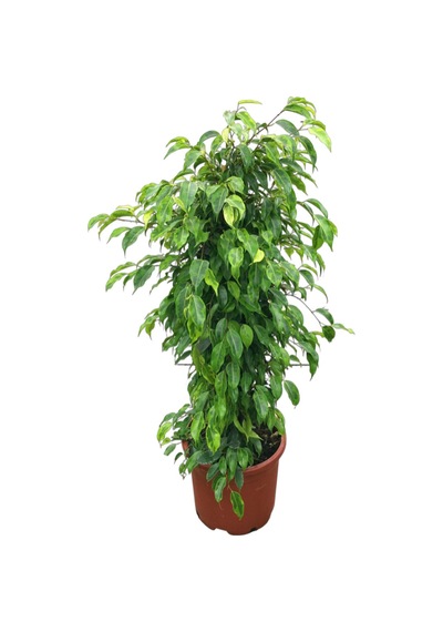 Ficus Benjamina 'Anastasia' (Kauçuk Çiçeği) Ø30 CM Y125-150 CM