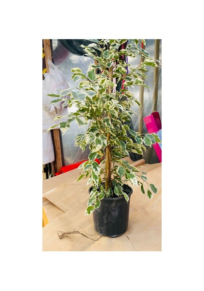 Ficus Çiçeği Canlı Bitki