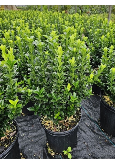 Yeşil Canlı Taflan Çiçeği Saksılı 1 Adet 25-40cm Euonymus Japonicus