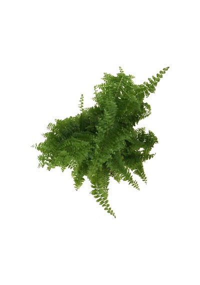 Nephrolepis Exaltata (Aşk Merdiveni) Ø12 CM Y25-30 CM