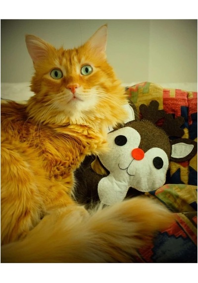 Dino Geyik 28 Cm Catnip + Kedi Zili