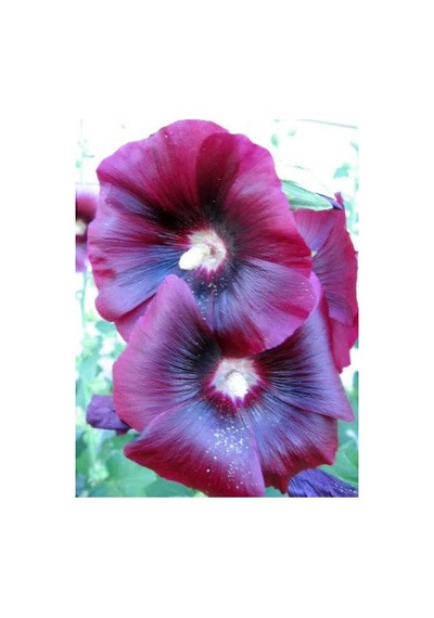 20 Adet Mixed Colors Hollyhock Country Romance Tohumu