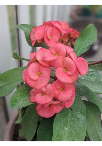 Pembe Milli Dikenler Tacı 1 Adet Saksılı Kaktüs 20-40 Cm Ofis Bitkisi Euphorbia